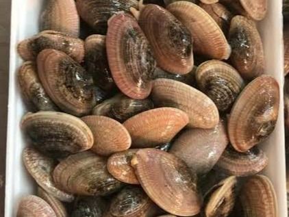 Uncooked Clams