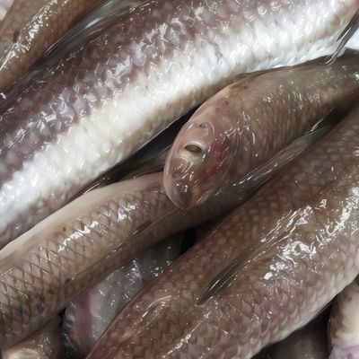 Uncooked Macaroni Fish