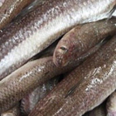 Uncooked Macaroni Fish