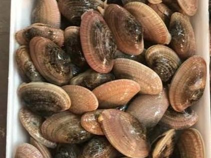 Clams