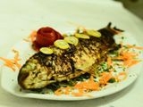 Grey Mullet Fish