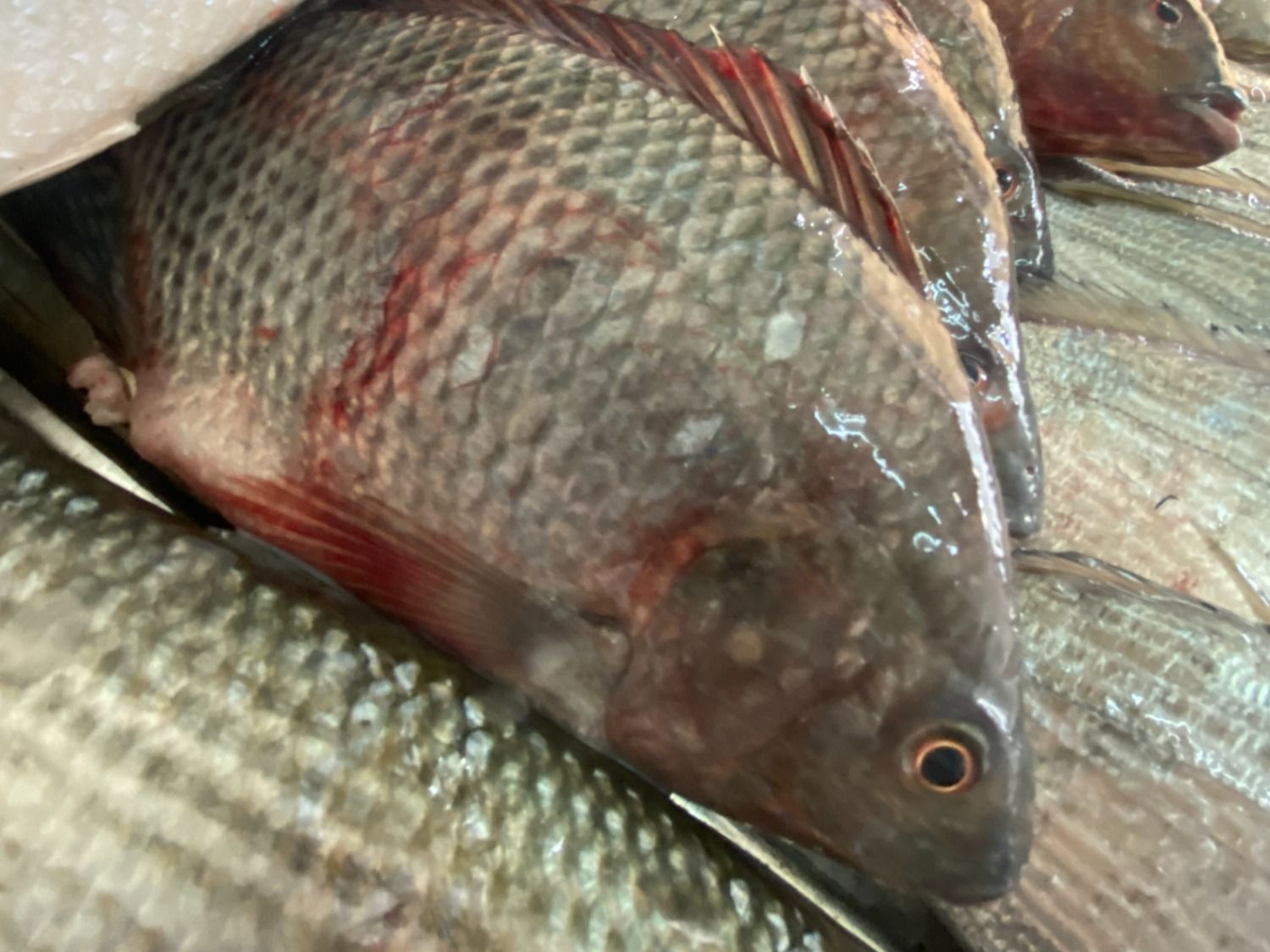 Talpia Fish