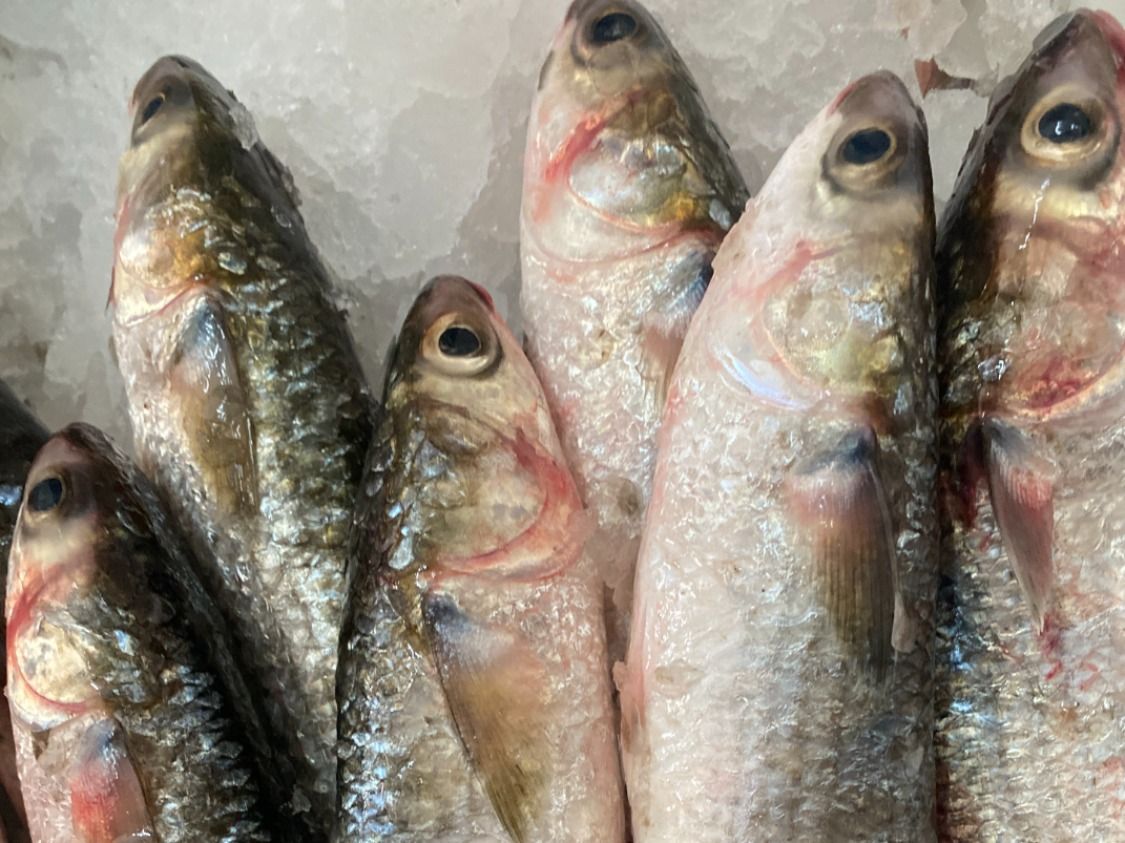 Mulet Fish