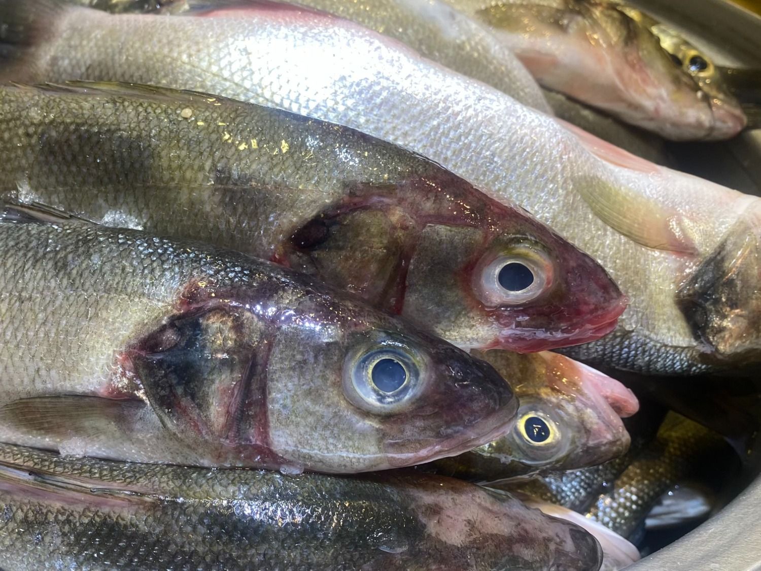 Seabass Fish