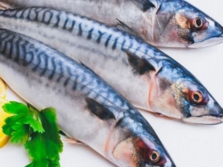 Dutch Mackerel Fresh