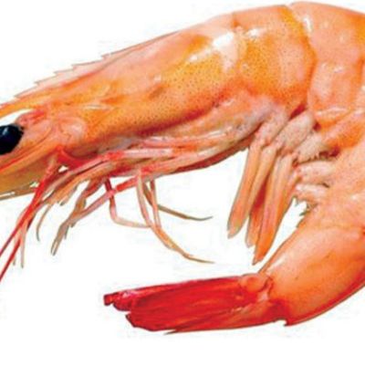Medium fresh shrimp