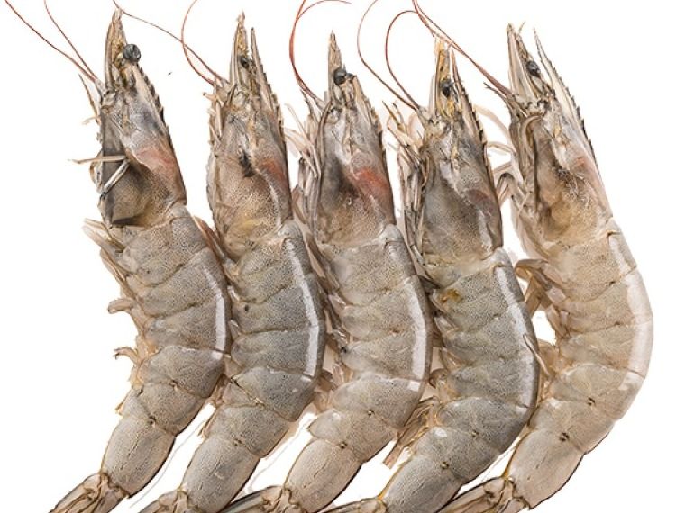 Fresh Raw Large Shrimp