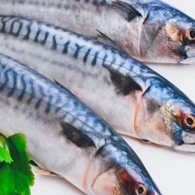Fresh raw mackerel