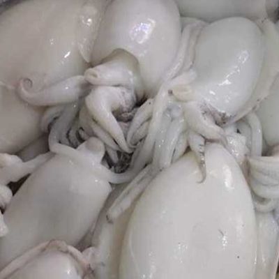 Fresh raw squid