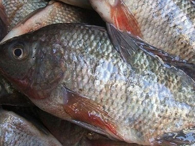 Fresh, Raw Tilapia