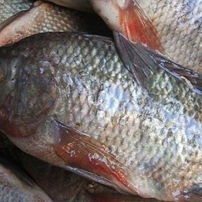 Fresh raw tilapia