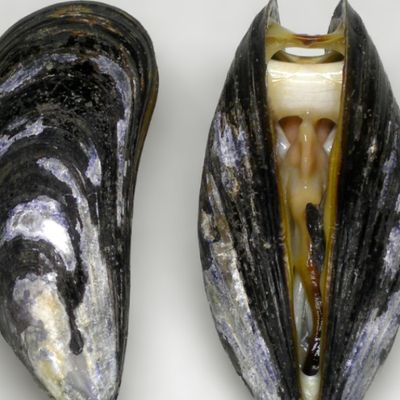 Fresh raw mussels