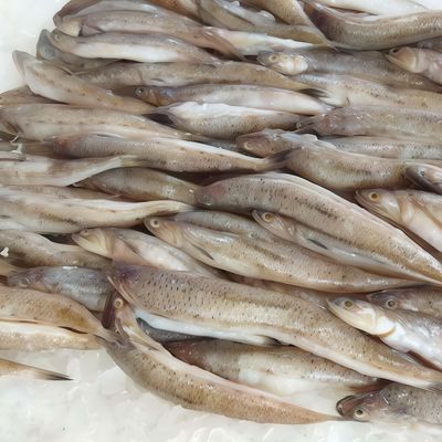 Fresh raw mackerel fish