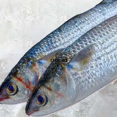 Fresh Raw Mullet