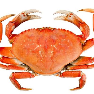 Fresh raw crab