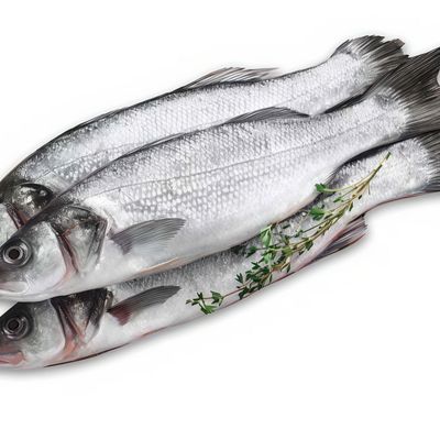 Fresh raw sea bass