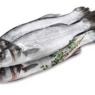 Fresh Croaker Fish