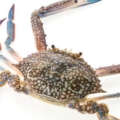 Fresh raw crab