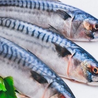 Fresh raw mackerel
