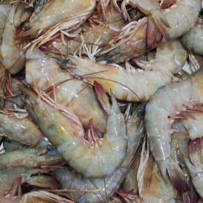 Medium Fresh Raw Shrimp