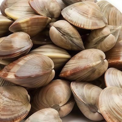 Fresh Clams