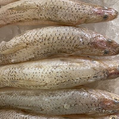Fresh Macaroni Fish