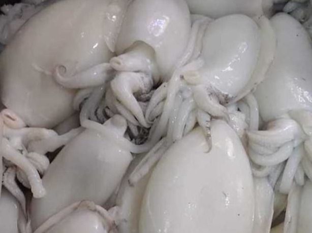 1/2 Kg Squid