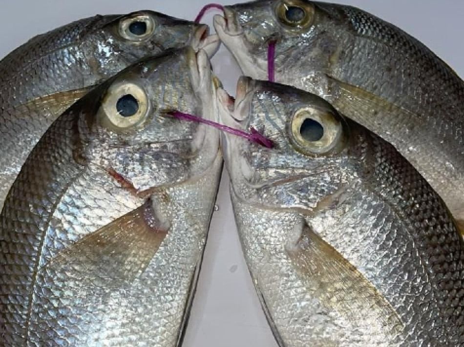 Grilled Qamaraya Fish With Oil And Lemon