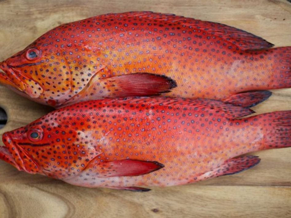 Grilled Red Kosher With Raddah