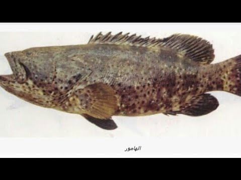 Grilled Grouper In Oven