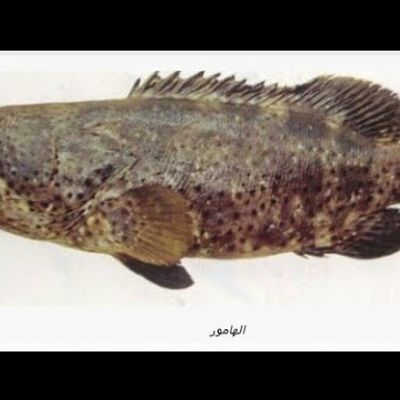 Grilled Grouper In Oven