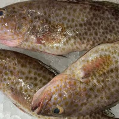 Fried Grouper