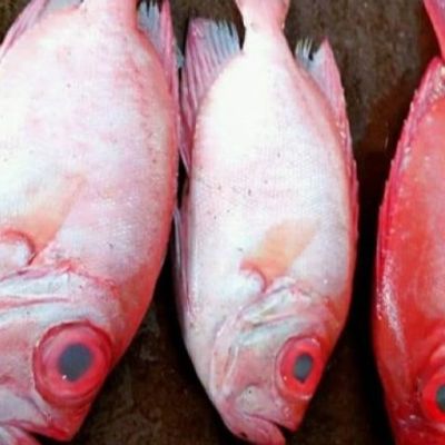 Fried Sea Bream Abu Nadara