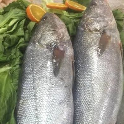 Croaker Fish