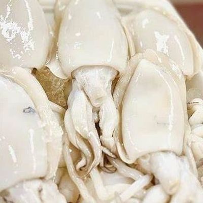 Squid