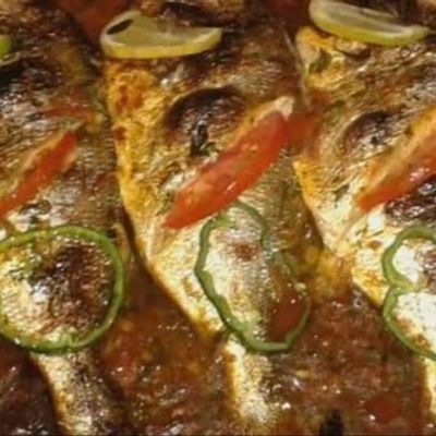 Gilthead Bream Fish
