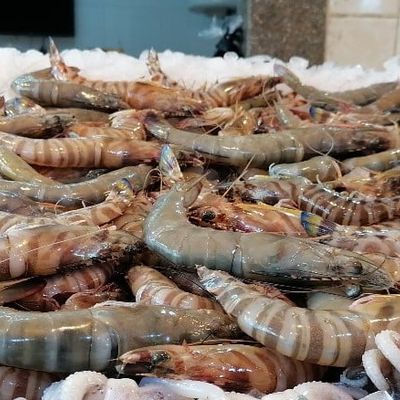 Shrimp