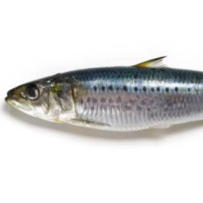 Fresh Baladi Sardine Can