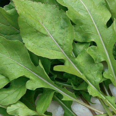 Arugula