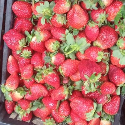 Strawberry Juice