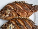 Tilapia