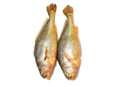 Coral Trout Fish