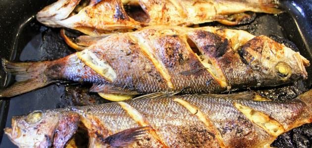 Grey Mullet Fish