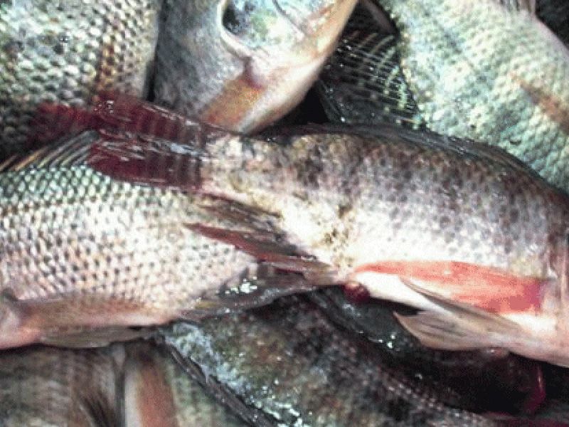 Tilapia Fish Meal