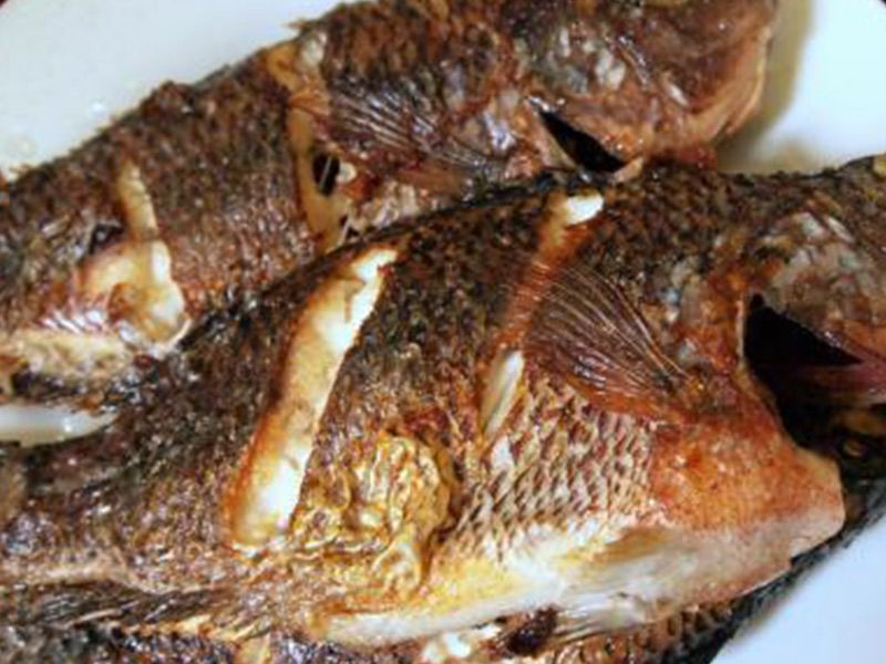 Tilapia Fish