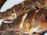 Tilapia Fish