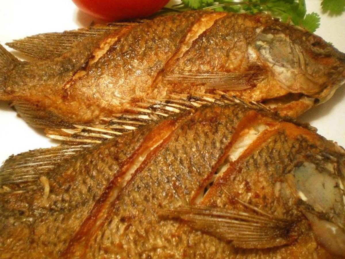 Tilapia fish