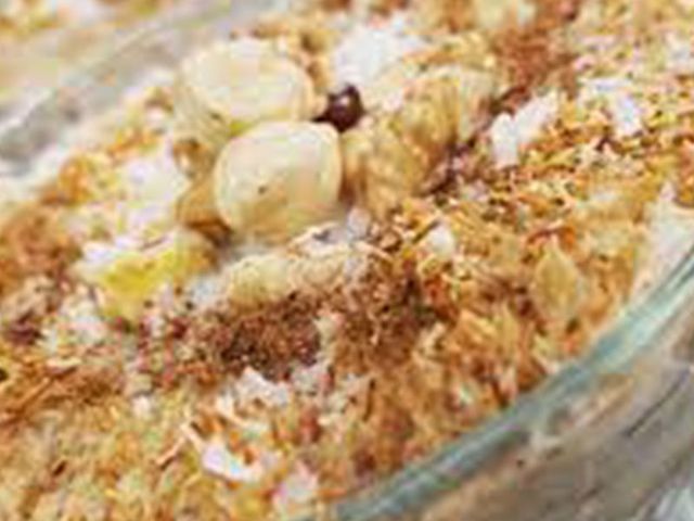Belila With Milk And Nuts And Konafa