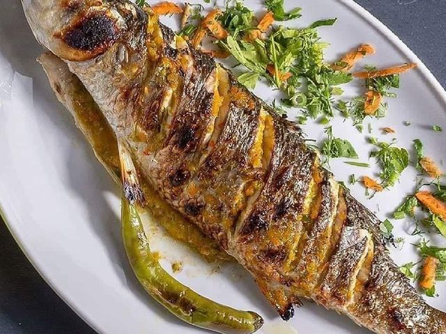Grey Mullet Fish