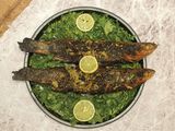 Grey Mullet Fish